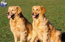 狗中暖男金毛寻回犬，当今网络界最红的宠物网红