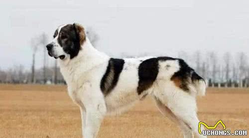 世界上最凶悍的十大名犬