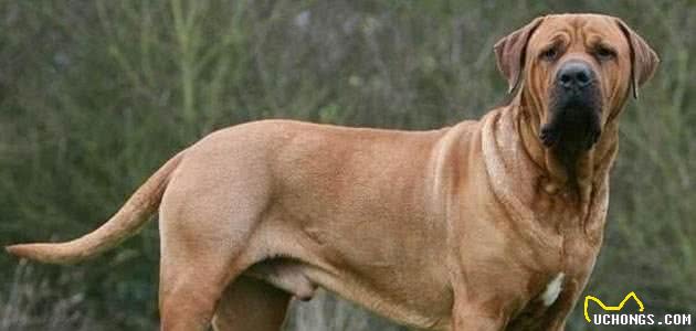 世界上最凶悍的十大名犬