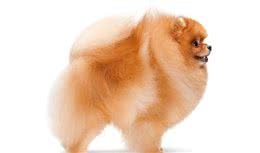 博美犬的这些特质，你都知道吗？