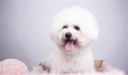 饲养“比熊犬”，一个月大约需要花多少钱？
