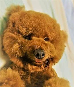狗会在危险的时候保护主人吗？