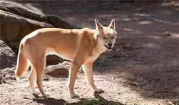 宠物健康：犬钩端螺旋体是什么？如何诊断治疗？
