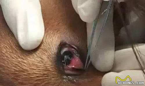 科普：4种狗狗常见疾病的病因、症状以及治疗方法汇总