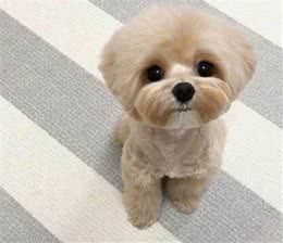 狗狗只有纯种的才好？混血犬这四大优点，才更让人心动