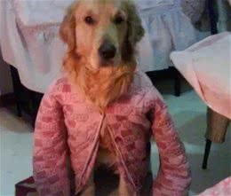 冬季饲养狗狗8大致命错误，别害了你的爱犬