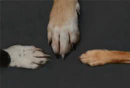 狗狗指甲长短不一，可不是狗狗无聊啃的！而是这些疾病导致的