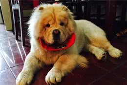 5大饲养禁忌：为了松狮犬健康，请花两分钟看完！