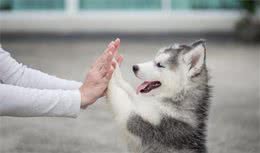 狗狗的睡姿千奇百怪，那些表示爱的姿态，你看懂了吗？