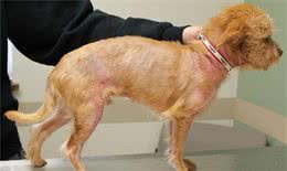 易引起犬过敏的7种食物，有些还特别常见，狗主人应小心