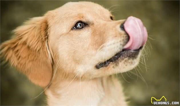 狗狗漏尿、撇开头、打哈欠、舔鼻子等行为，是想告诉主人什么？