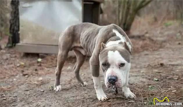 恶劣！犬繁殖场的可怕真面目，这些“买”来的狗狗，居然这样惨