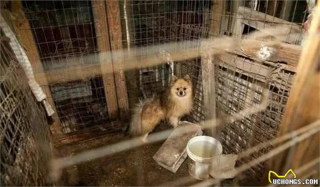 恶劣！犬繁殖场的可怕真面目，这些“买”来的狗狗，居然这样惨