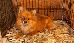 恶劣！犬繁殖场的可怕真面目，这些“买”来的狗狗，居然这样惨