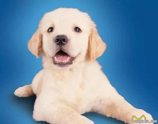 选成犬好还是选幼犬好?这些东西解决你内心的疑问