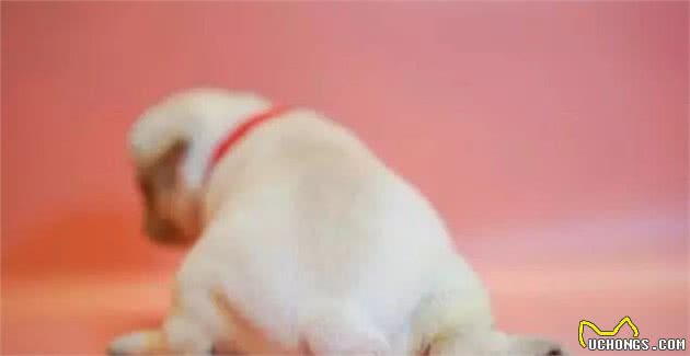 选成犬好还是选幼犬好?这些东西解决你内心的疑问