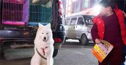 选成犬好还是选幼犬好？这些东西解决你内心的疑问