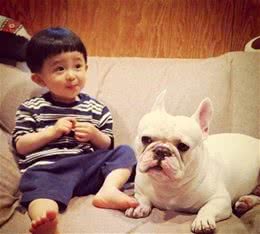 法国斗牛犬又萌又可爱，但不能接受这7大缺陷，最好还是别养