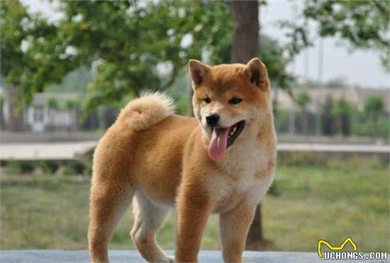 当阿拉斯加遇上哈士奇犬，脸盲的我傻傻分不清楚