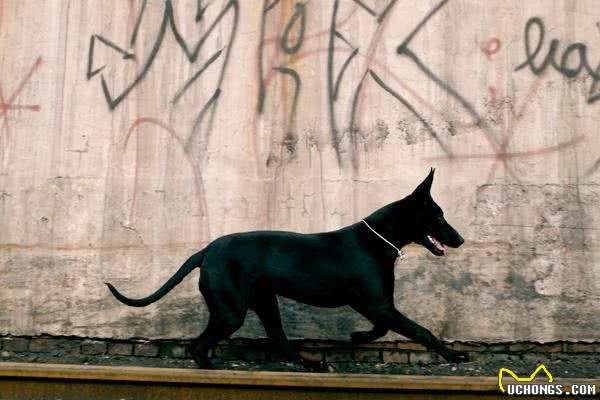 这5种狗狗个个都是看家护院，缉毒追凶的好犬！