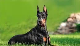 实力与颜值并存的犬—杜宾