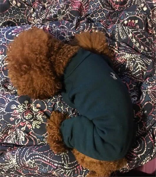 宠物的相处之道：相比男主人，为什么泰迪犬更喜欢女主人？