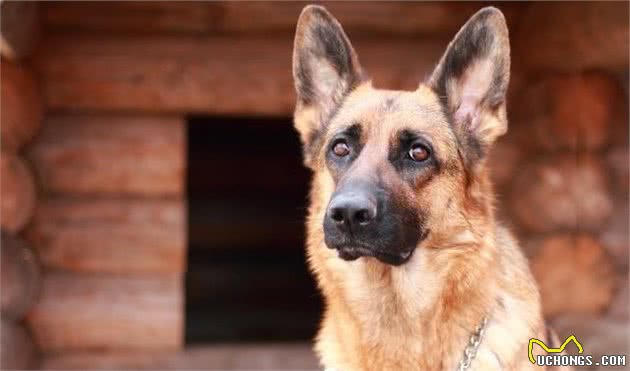 德国牧羊犬，“纯种犬”和“串串犬”的6个区别，你清楚了吗？
