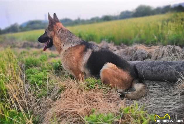 德国牧羊犬，“纯种犬”和“串串犬”的6个区别，你清楚了吗？