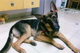 德国牧羊犬，“纯种犬”和“串串犬”的6个区别，你清楚了吗？