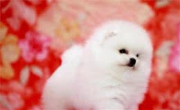 七个技巧——帮你选到优质博美犬
