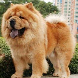 松狮犬是一种十分古老的犬种，因为头部酷似狮子而得名