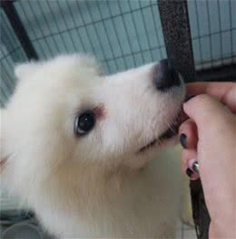 关于饲养萨摩耶犬的6大问题！