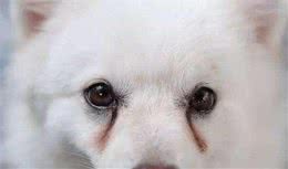 狗狗有泪痕怎么办？祛除泪痕的好办法！