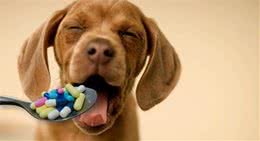 怎么判别自己家狗狗是否健康？看看狗狗有这七种患病的征兆