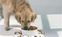 狗狗吃饭闷闷不乐，老年犬该吃些什么？又该注意什么饮食事项？