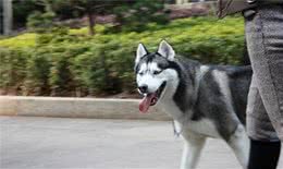 阿拉斯加犬会不会咬人怎么训练阿拉斯加不咬人