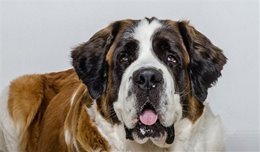 温顺的大家伙，雪崩救援犬