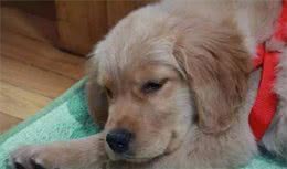 狗狗绝育的5个好处与坏处