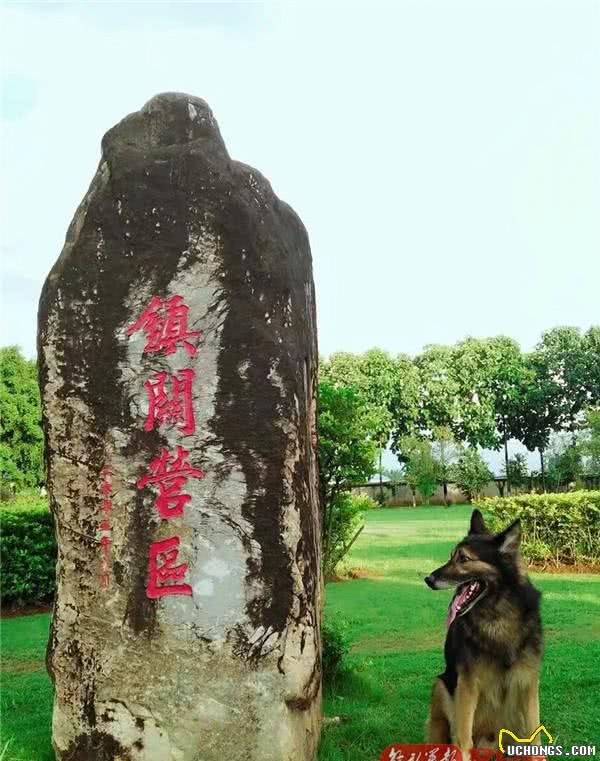军犬“阿宝”:虽退役,但永不失军犬实质