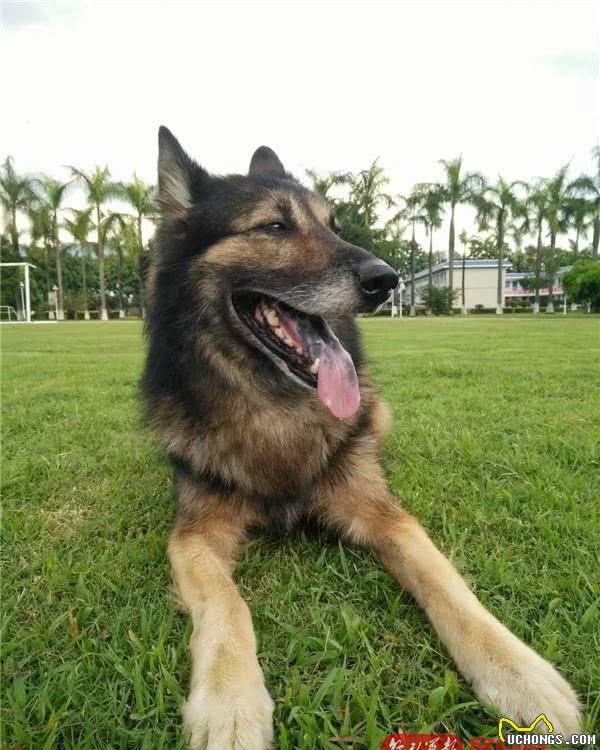 军犬“阿宝”:虽退役,但永不失军犬实质