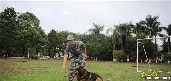 军犬“阿宝”:虽退役,但永不失军犬实质