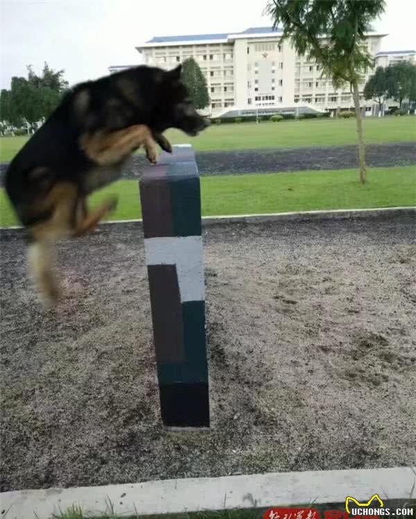 军犬“阿宝”:虽退役,但永不失军犬实质