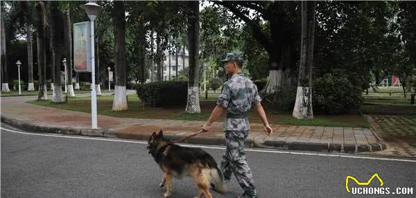 军犬“阿宝”:虽退役,但永不失军犬实质