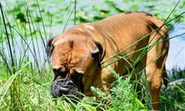 关于狗狗吃草的“5大秘密”，你知道几个？