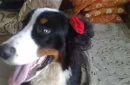 伯恩山犬体味大吗伯恩山犬基本上没有体臭