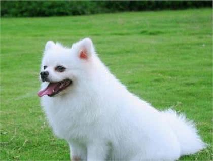 博美狗会咬人吗博美犬的性格较温顺