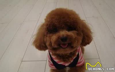 新手养泰迪犬（一年内）需要注意哪些问题？