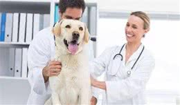 牢记！狗狗这5个异常状况，可能会“致命”