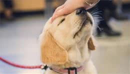 带狗狗回家后，要是把这5个训练先做了，你也能够有一只乖狗狗