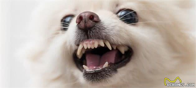 狗的牙齿在口腔中起了什么作用？幼犬和成犬的牙齿又有哪些区别？
